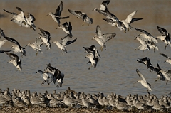 David Plant Photography - Wildlife Photography - Knot - T
